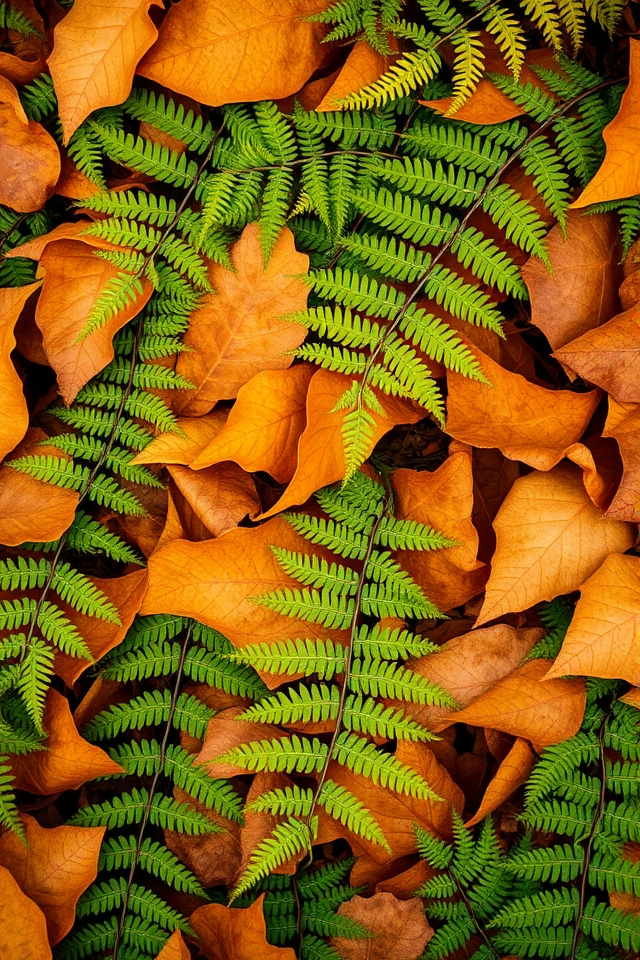 autumnal warmth and nature